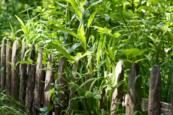 jardin-naturel-00 jardin-naturel-00