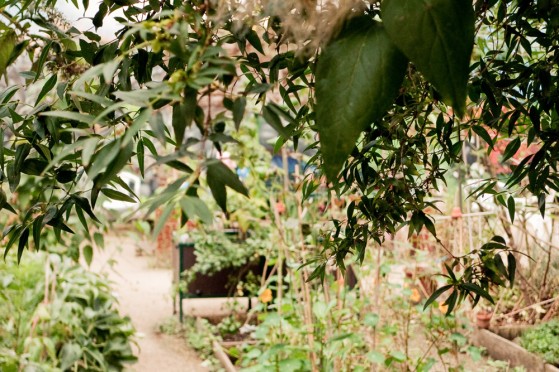 jardins-partages-paris-06