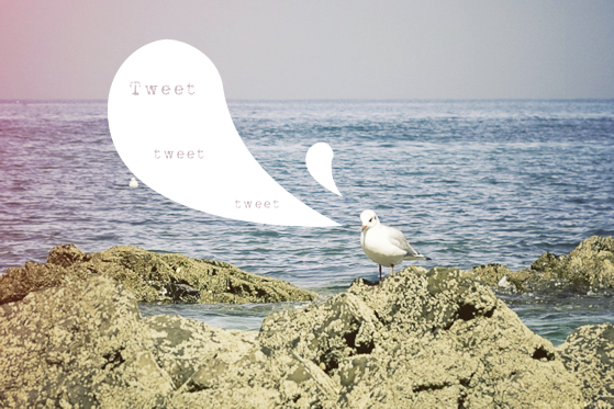 tweet tweet
