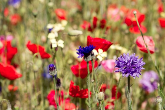 coquelicots-06