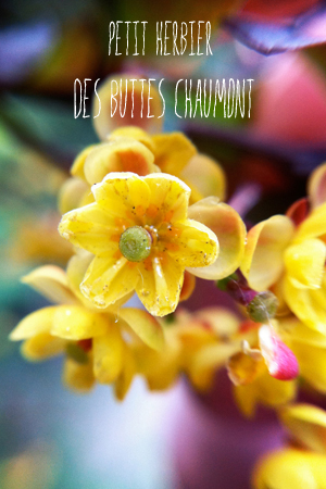 Herbier Buttes Chaumont