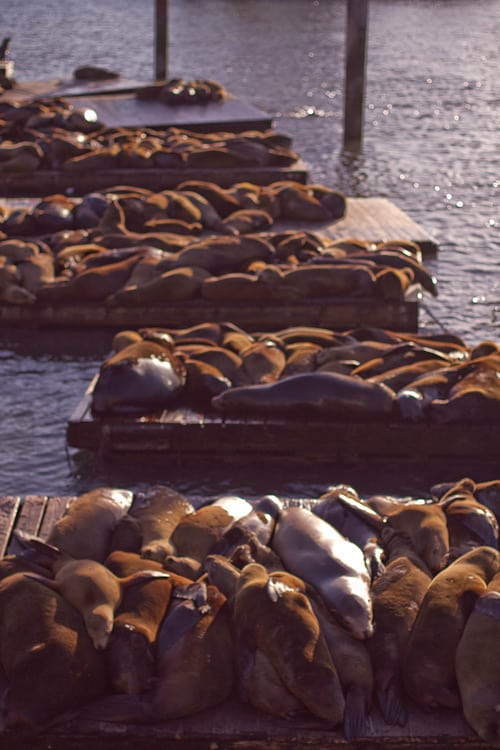 fisherman-s-wharf-003a