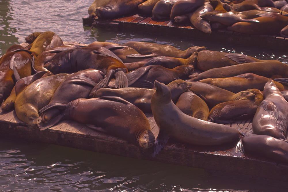 fisherman-s-wharf-004