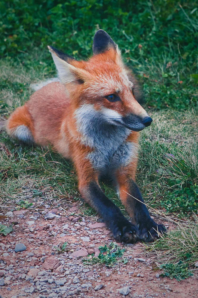 mr-fox-002b