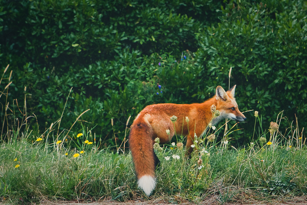 mr-fox-006b