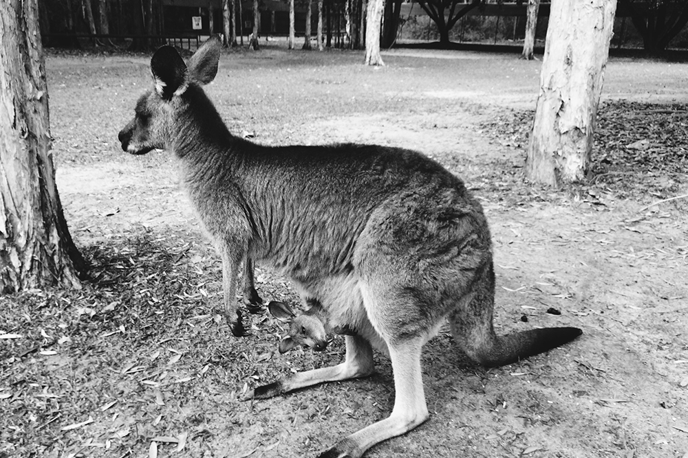 Australia-Zoo-003g