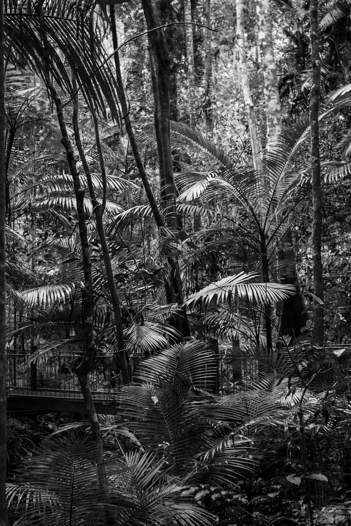 Daintree-Discovery-Center-002d