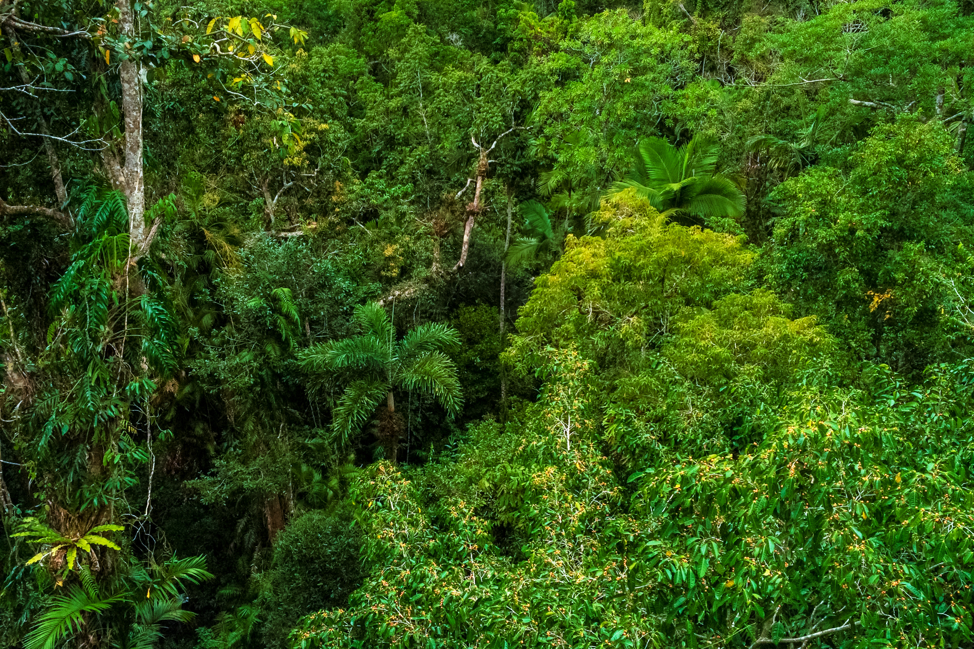 Daintree-Discovery-Center-002g