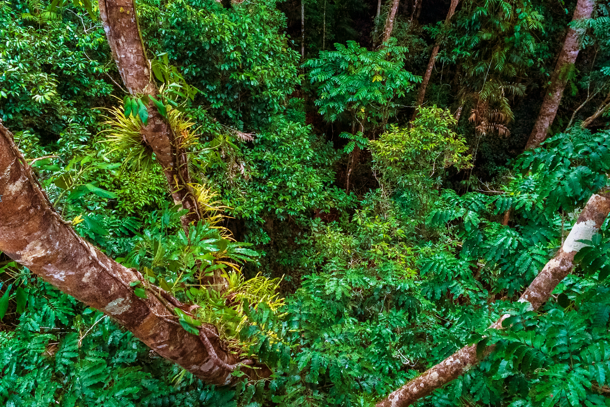 Daintree-Discovery-Center-003d