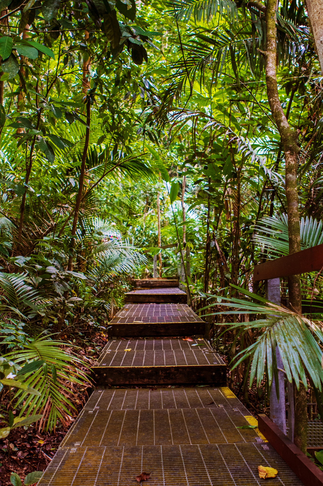 Daintree-Discovery-Center-004g